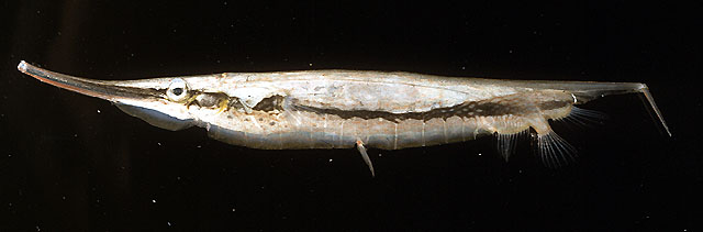 Aeoliscus strigatus