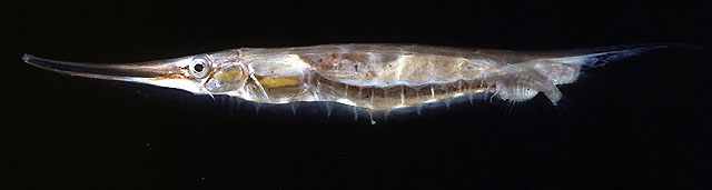 Aeoliscus strigatus