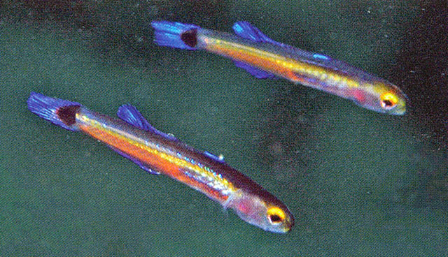 Shortfin minidartfish
