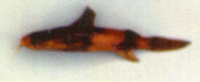 Pseudobagarius leucorhynchus