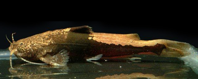 Burmese stream catfish