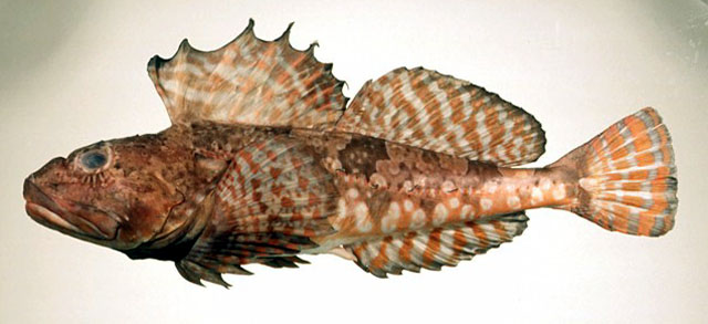Alcichthys elongatus