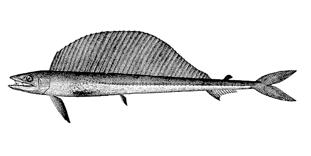 Alepisaurus ferox
