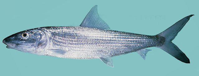 Roundjaw bonefish