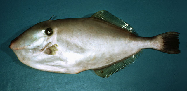 Unicorn leatherjacket filefish