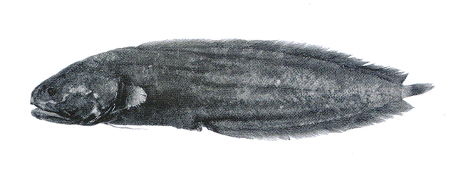 Alionematichthys plicatosurculus