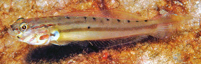 Amblygobius calvatus