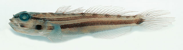 Amblygobius cheraphilus