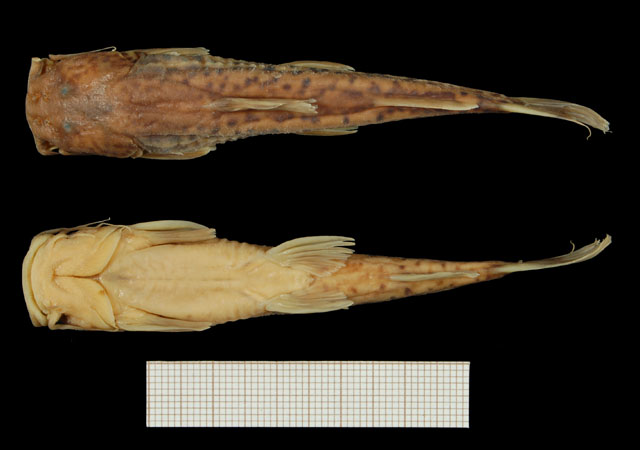 Amphilius mamonekenensis