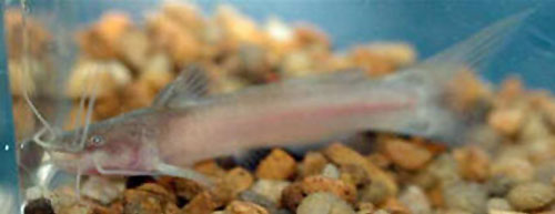 Indian torrent catfish