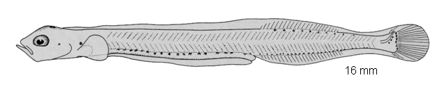 Ammodytes marinus