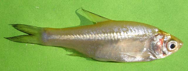 Amblypharyngodon mola