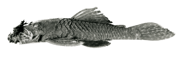 Ancistrus aguaboensis