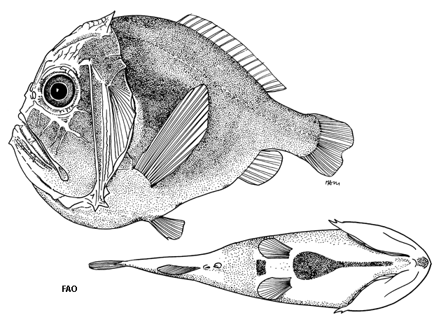 Anoplogaster brachycera