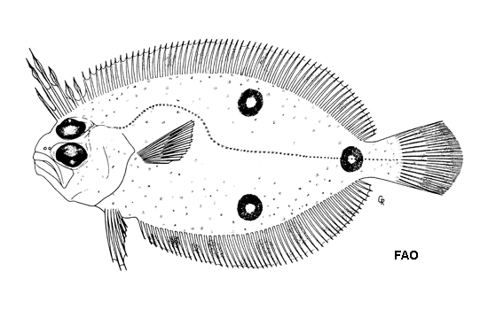 Ancylopsetta cycloidea