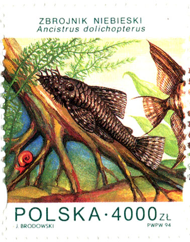 Ancistrus dolichopterus