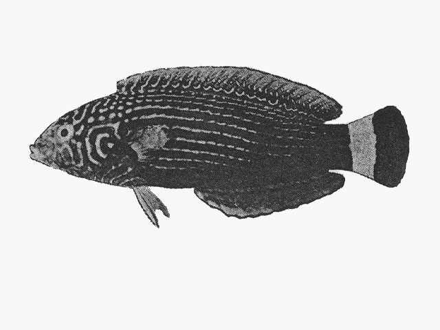 Anampses lineatus