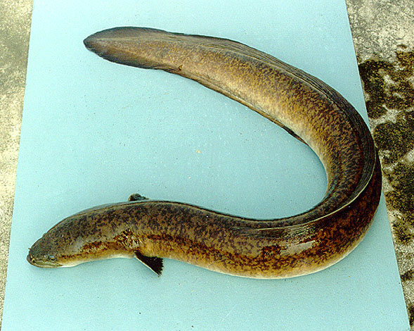 Giant mottled eel