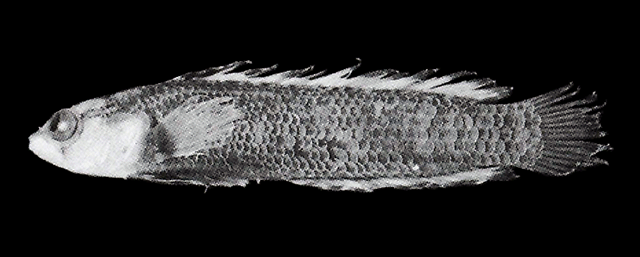 Anisochromis mascarenensis