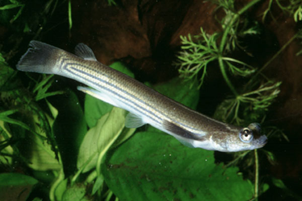 Anableps microlepis