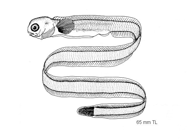 Anarrhichthys ocellatus