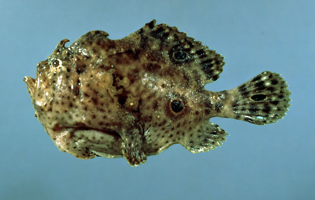 Fowlerichthys ocellatus