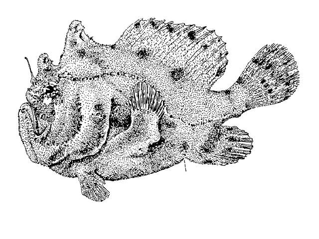 Fowlerichthys senegalensis