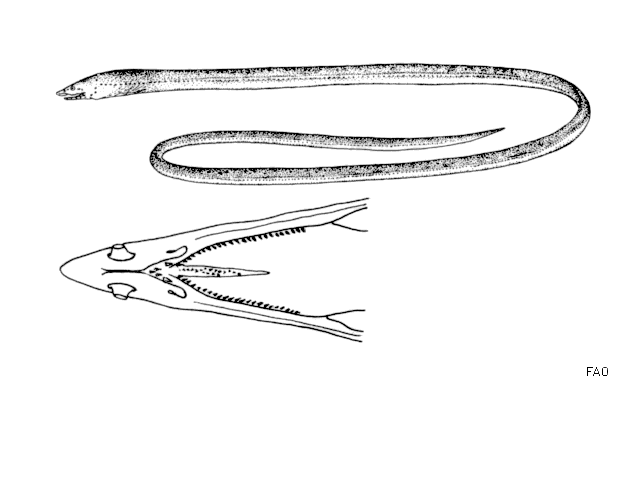 Apterichtus caecus