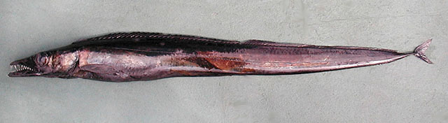 Aphanopus carbo