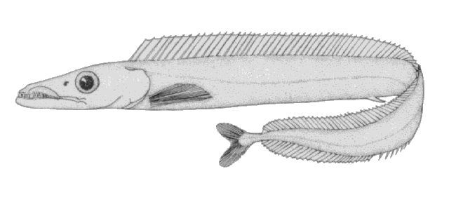 Aphanopus carbo