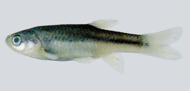 Aphyocypris chinensis