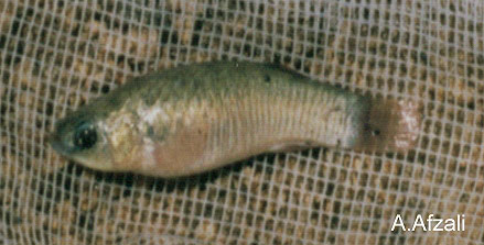 Aphaniops ginaonis