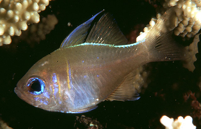Threadfin cardinalfish