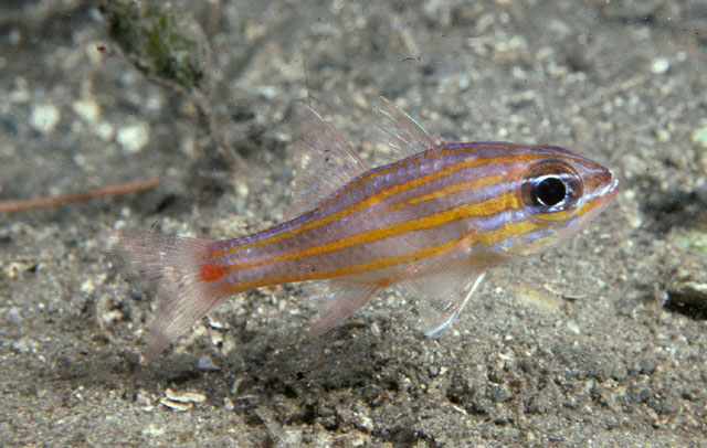 Rubyspot cardinalfish