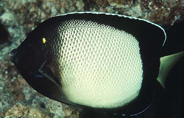 Apolemichthys xanthotis