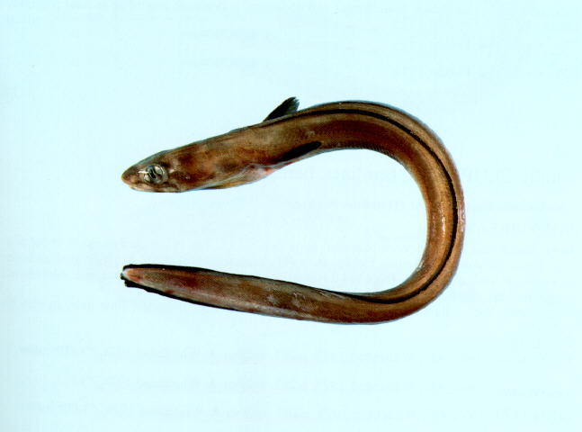 Ariosoma anago