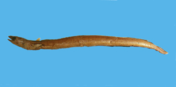 Ariosoma anagoides