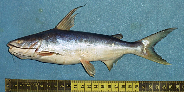 Threadfin sea catfish