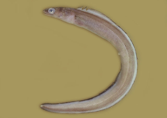 Ariosoma balearicum