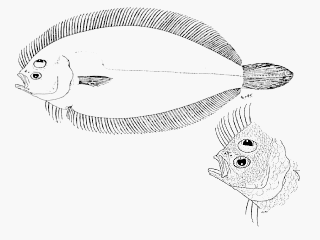 Arnoglossus capensis