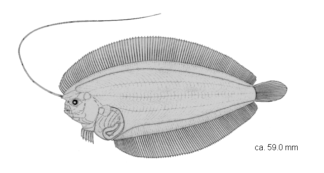 Arnoglossus debilis