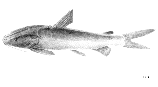 Gagora catfish