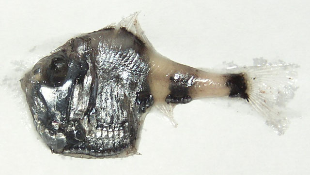 Argyropelecus hemigymnus