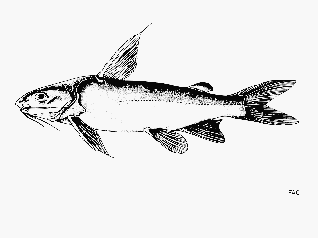 Madagascar sea catfish