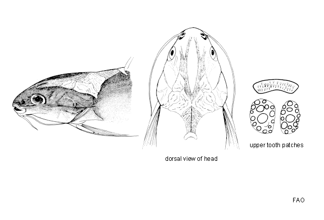 Arius microcephalus