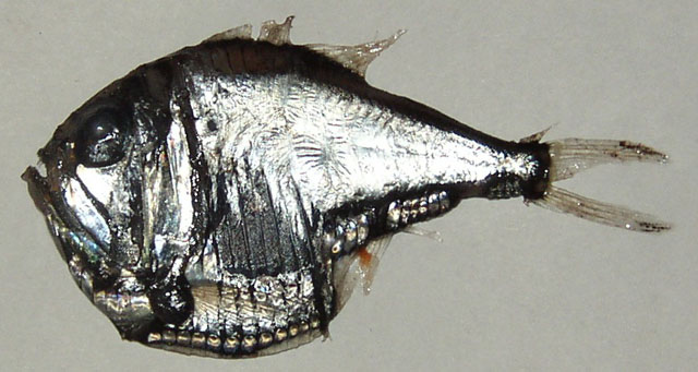Argyropelecus olfersii