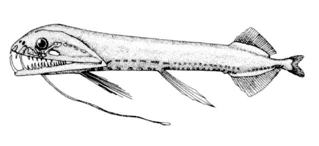 Aristostomias polydactylus