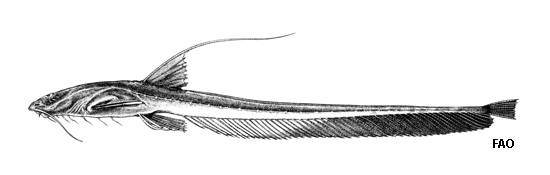 Aspredinichthys filamentosus