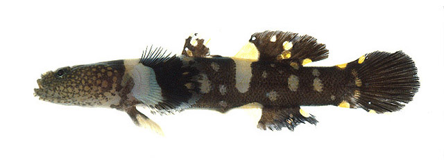 Astrabe flavimaculata