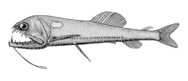 Astronesthes niger
